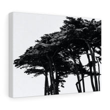 Load image into Gallery viewer, [TREE OF SAN FRAN] Stretched canvas

