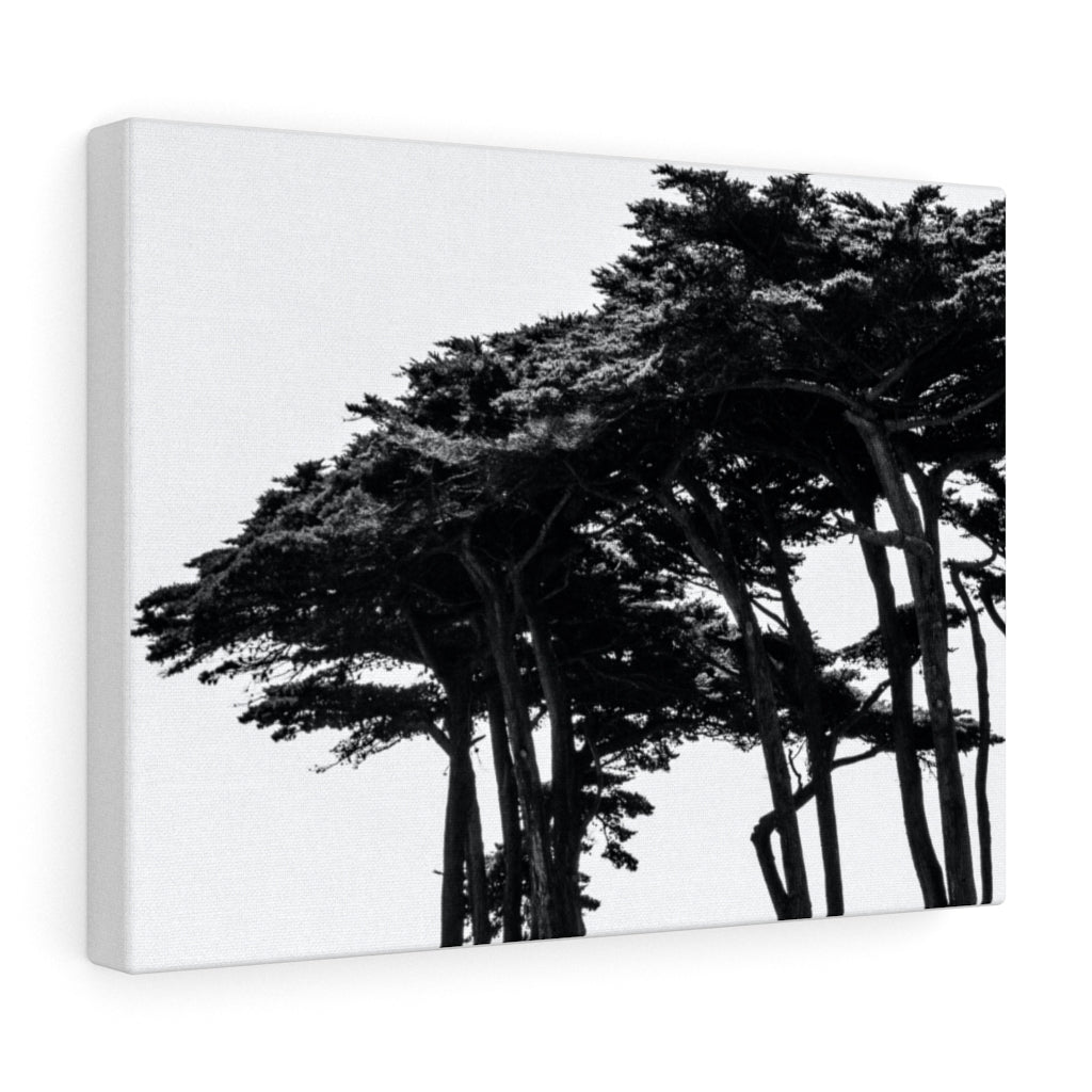 [TREE OF SAN FRAN] Stretched canvas