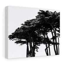 Load image into Gallery viewer, [TREE OF SAN FRAN] Stretched canvas
